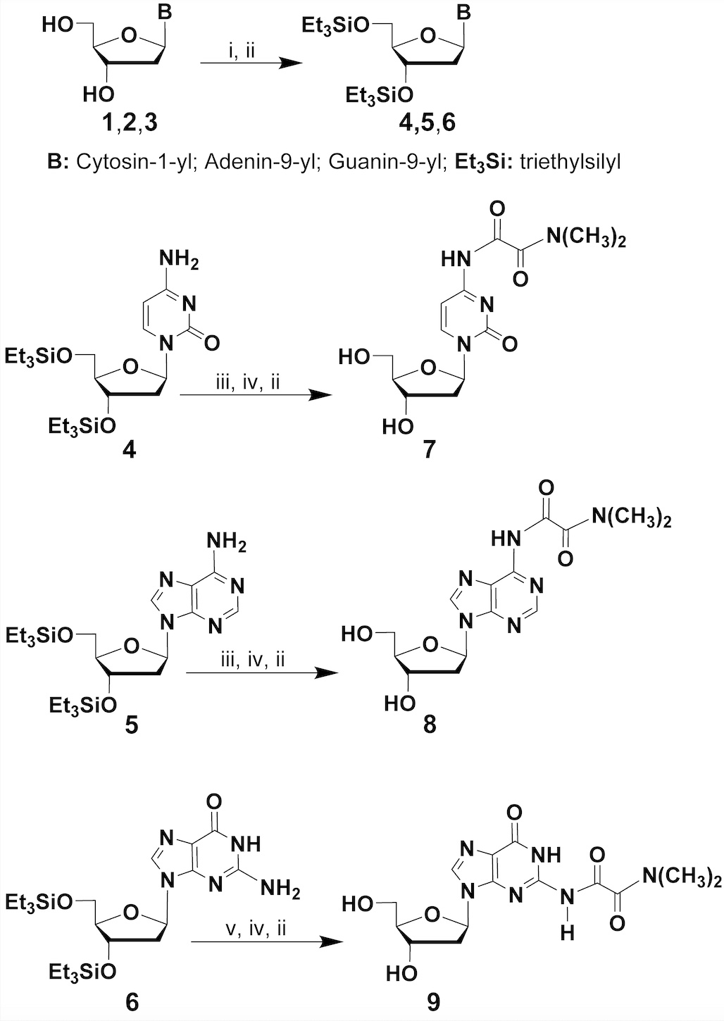Scheme 1: protection of the exocyclic amine functions of deoxyribonucleosides 4, 5 and 6 as N, N-dimethyloxalamides affords 7, 8 and 9, respectively. Reagents and conditions: (i) chlorotriethylsilane, anh. pyridine, ~25 °C, 16 h; (ii) chromatography on silica gel; (iii) N, N-dimethyloxamic acid, HBTU, DMF, N, N-diisopropylethylamine, ~25 °C, 18 h; (iv), triethylamine trihydrofluoride, anh. CH2Cl2, ~25 °C, 30 min; (v) 2-(dimethylamino)-2-oxoacetic anhydride, anh. pyridine, ~25 °C, 18 h.