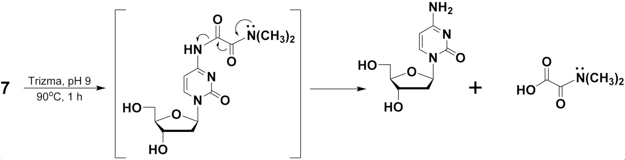 Scheme 2 depicts a proposed mechanistic pathway for the thermolytic cleavage of N, N-dimethyloxalamides, as amine protecting groups, yielding deoxycytidine, deoxyadenosine or deoxyguanosine.