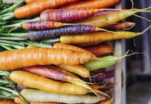 Fresh picked rainbow carrots including different coloured carrots. Colourful carrot varieties that are fashionable now.