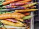 Fresh picked rainbow carrots including different coloured carrots. Colourful carrot varieties that are fashionable now.