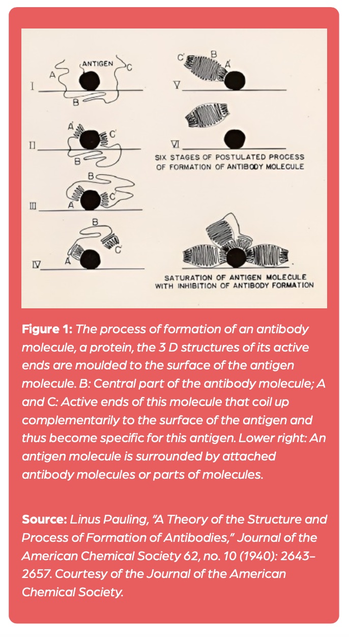 Figure 1: The process of formation of an antibody molecule, a protein, the 3 D structures of its active ends are moulded to the surface of the antigen molecule. B: Central part of the antibody molecule; A and C: Active ends of this molecule that coil up complementarily to the surface of the antigen and thus become specific for this antigen. Lower right: An antigen molecule is surrounded by attached antibody molecules or parts of molecules.