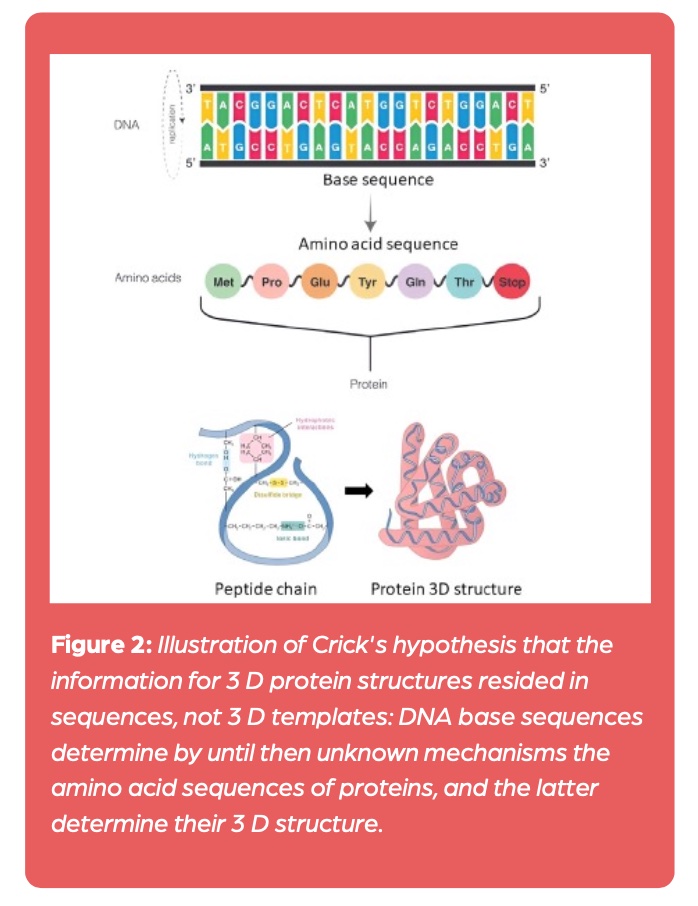 Figure 2: Illustration of Crick's hypothesis that the information for 3 D protein structures resided in sequences, not 3 D templates: DNA base sequences determine by until then unknown mechanisms the amino acid sequences of proteins, and the latter determine their 3 D structure.