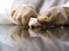 Scientist's Hands Grabbing White Mouse