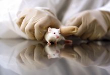 Scientist's Hands Grabbing White Mouse