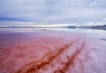 algae on ice on a lake in the US