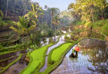 Rice field workers in Indonesia