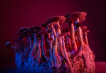 psychedelic mushrooms Psilocybe Cubensis microdosing