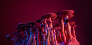 psychedelic mushrooms Psilocybe Cubensis microdosing