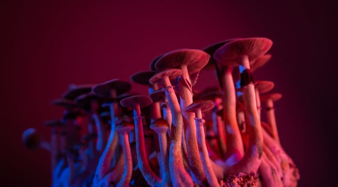 psychedelic mushrooms Psilocybe Cubensis microdosing