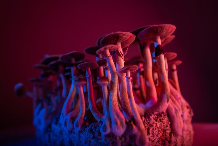 psychedelic mushrooms Psilocybe Cubensis microdosing