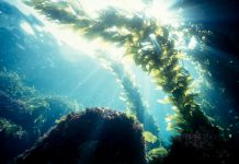 Sunlight streaks through a magnificent kelp forest. This underwater image was taken with a Nikonos V professional underwater camera system.
