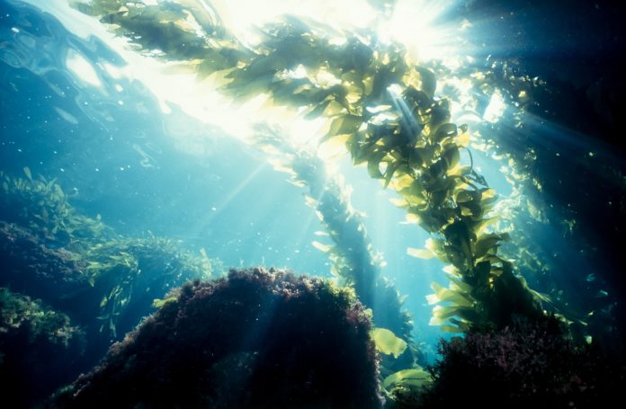 Sunlight streaks through a magnificent kelp forest. This underwater image was taken with a Nikonos V professional underwater camera system.