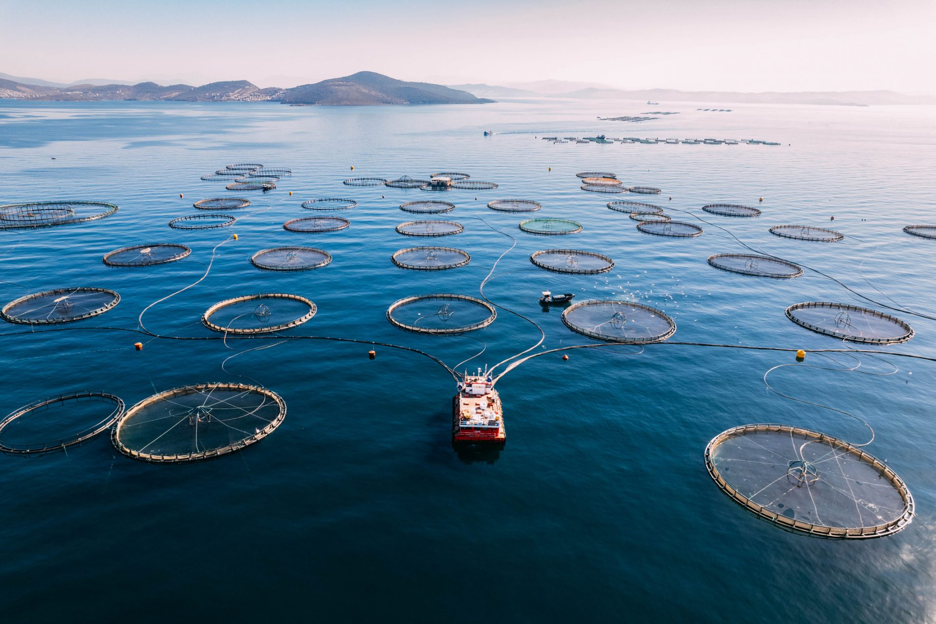 Feeding the world: A productive and sustainable fishing industry 