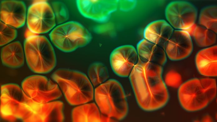 Cell division passing genetics information to the chromosome (Mitosis). 3D background concept of microscopic visualization, microbiology, scientific, biotechnology, research, medicine.