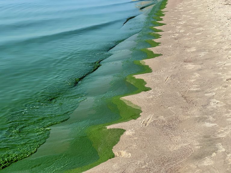 Controlling toxic algae: The alarming spread of Ostreopsis in the Atlantic ocean