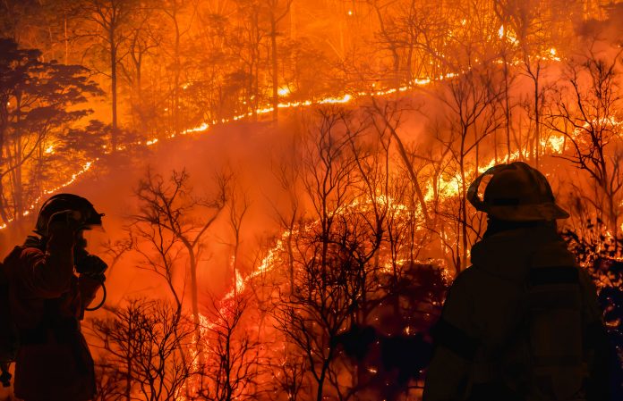 Firefighters battle a wildfire because El nino events , climate change and global warming is a driver of global wildfire trends.