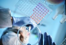 A scientist using a pipette with a microtiter plate and a petri dish