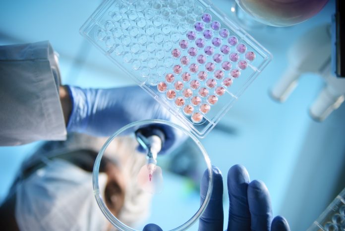 A scientist using a pipette with a microtiter plate and a petri dish