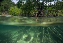 Mangrove forest