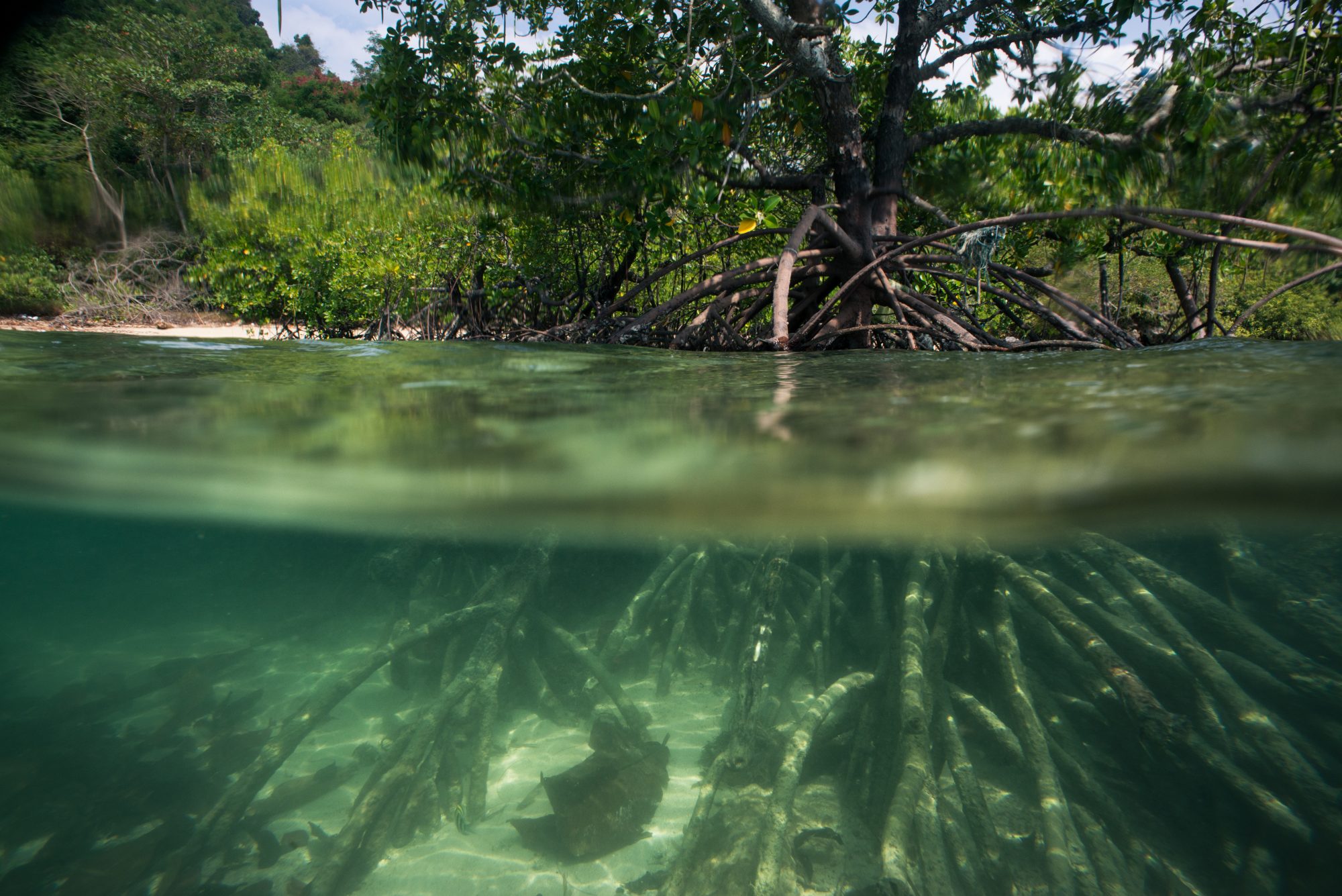 Mangrove Forest Underwater