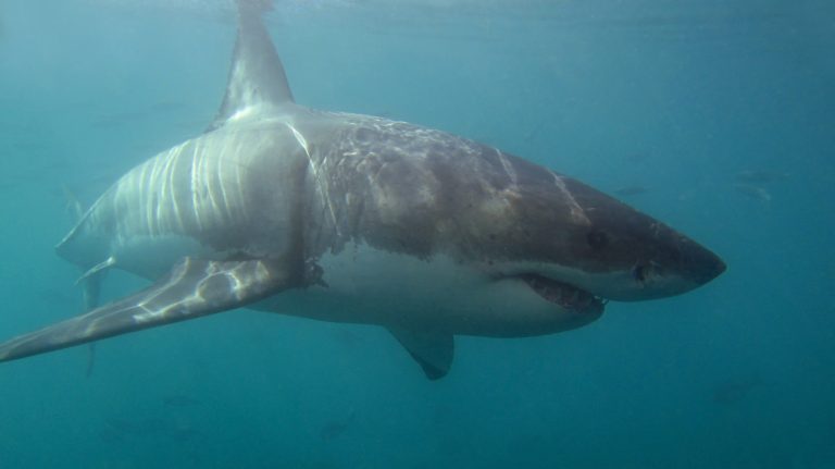 Latest study unveils the secrets of the megalodon shark