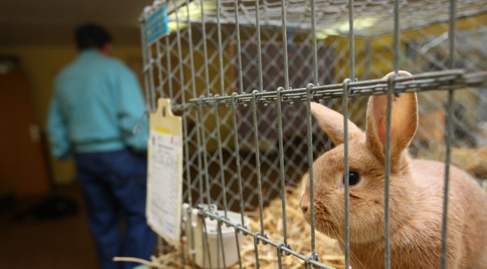 Rabbit in a cage at a exhibition