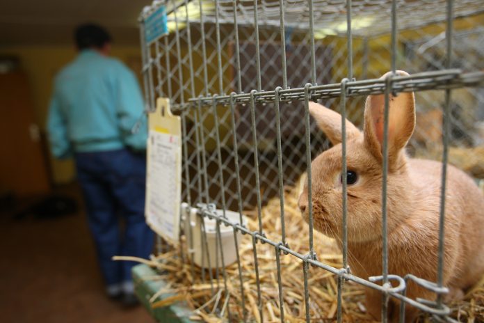 Rabbit in a cage at a exhibition