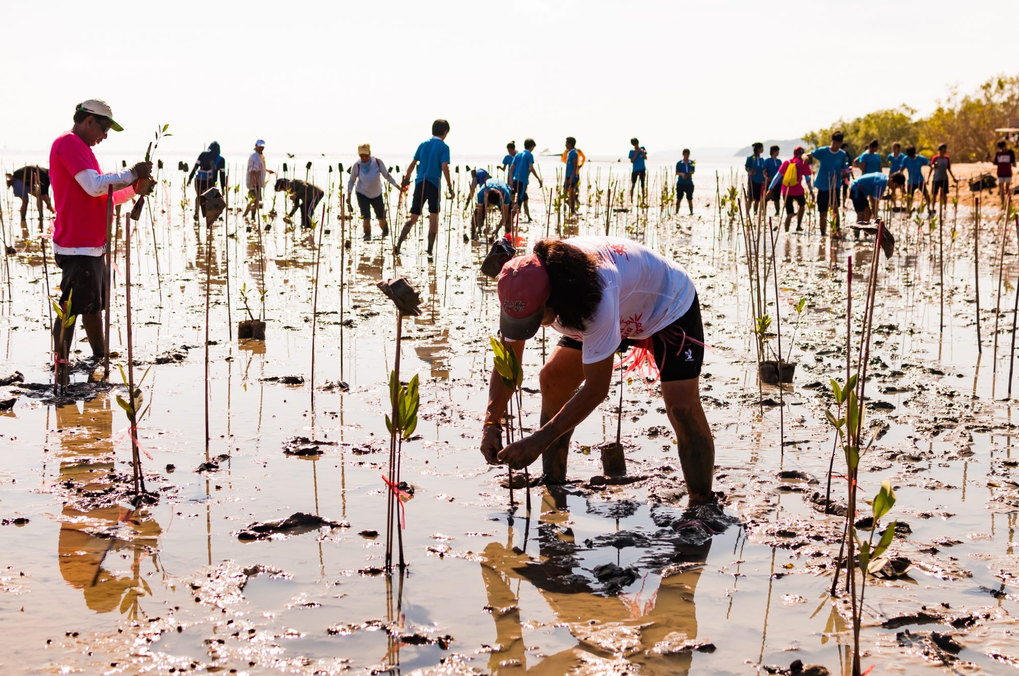 Phuket, Thailand - November 21, 2015: Volunteer from all over part of Phuket island working on plant young mangrove trees at the swamps nearby Saphan Hin public park