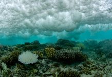 bleached coral under breaking wave