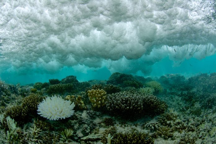 bleached coral under breaking wave