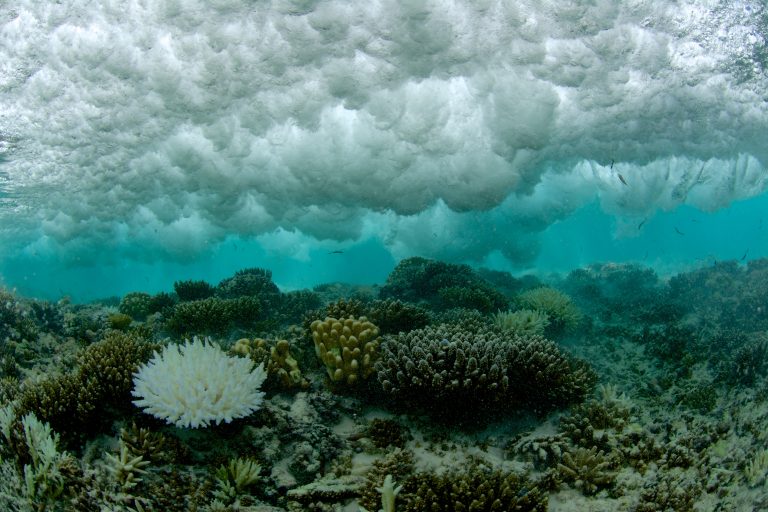 bleached coral under breaking wave