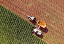 Farm machines harvesting corn for feed or ethanol