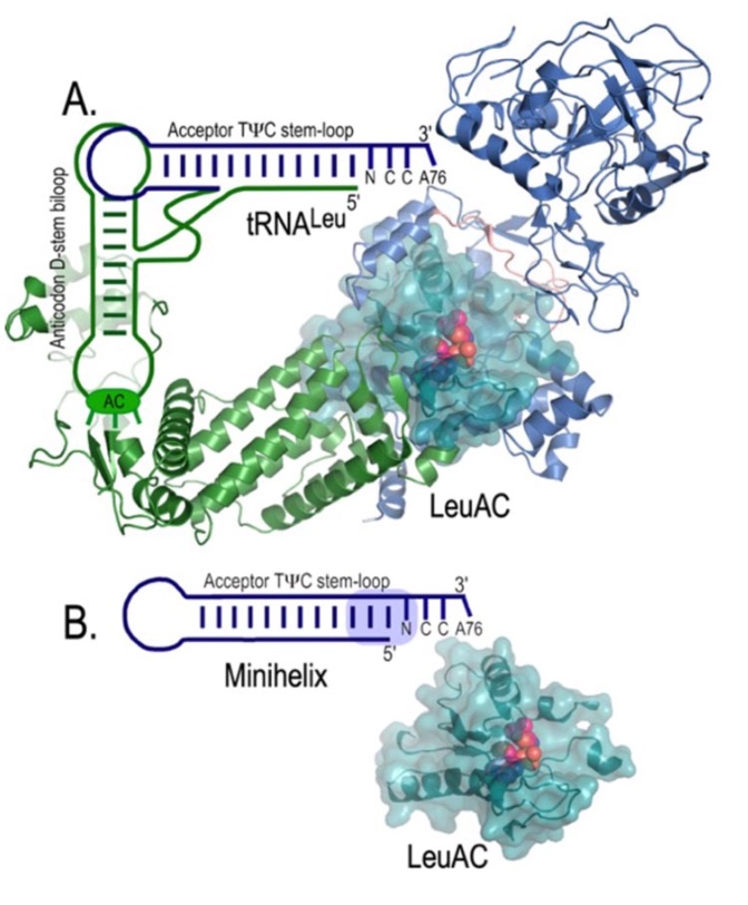 (Fig 1.) A system for exploring the experimental biochemistry of ancestral genetic coding. A. represents the contemporary leucyl-tRNA synthetase•tRNALeu cognate pair. LeuRS and tRNALeu have two domains: a catalytic domain that interacts with the tRNA acceptor stem and another domain which interacts with other parts of the tRNA. B. shows a functional single-domain system. The leucyl-tRNA synthetase urzyme, LeuAC, catalyses acylation of the tRNALeu minihelix, facilitating experimental measurement of the spectrum of functional amino acid and minihelix substrates, as well as the impact of the three base pairs (light blue shading) that determine cognate recognition.