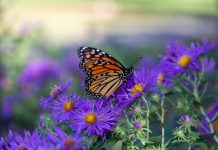 This image shows a close up view of a monarch butterfly feeding on purple aster flowers in a sunny garden