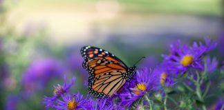 This image shows a close up view of a monarch butterfly feeding on purple aster flowers in a sunny garden