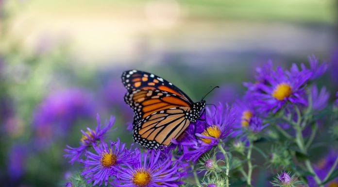 This image shows a close up view of a monarch butterfly feeding on purple aster flowers in a sunny garden