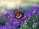 This image shows a close up view of a monarch butterfly feeding on purple aster flowers in a sunny garden