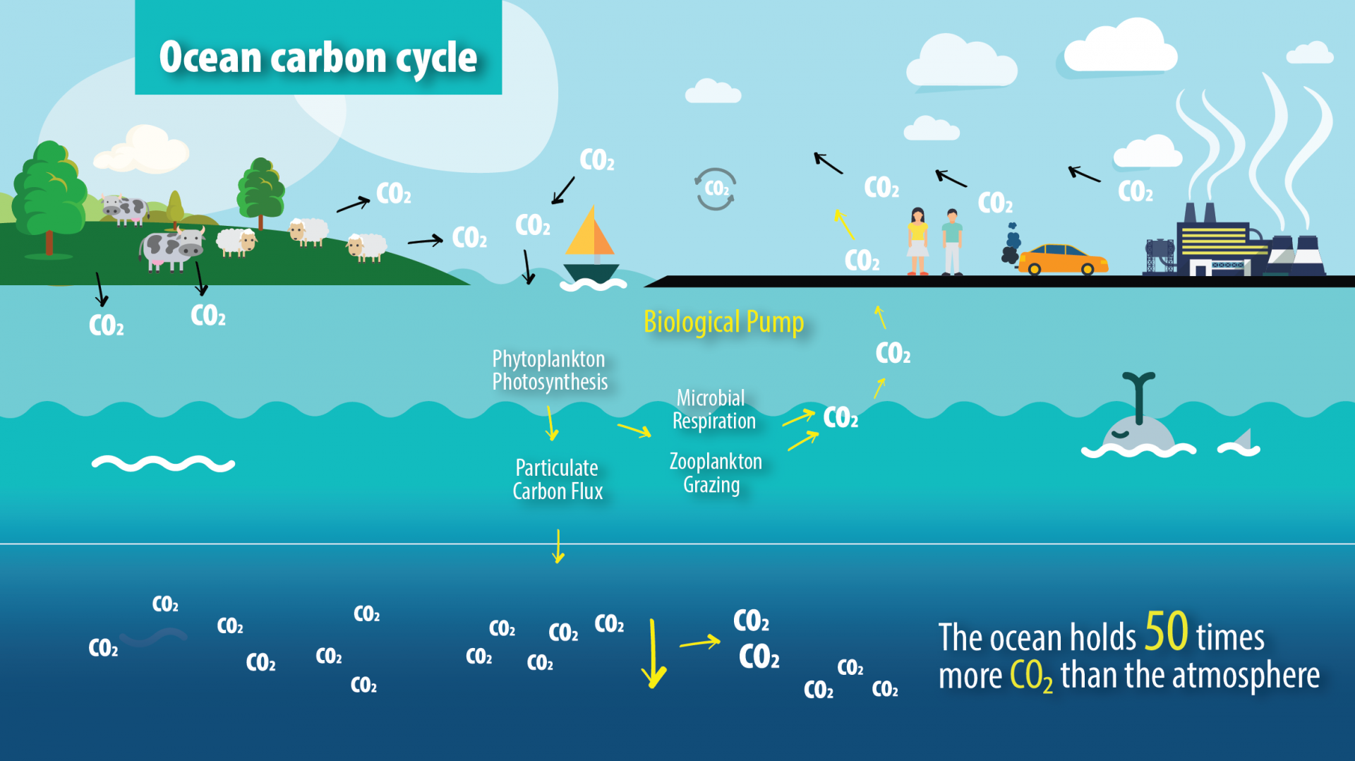 ocean biological carbon cycle