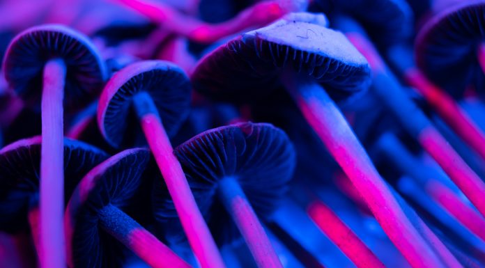psilocybin and psilocin, mushrooms under neon lights