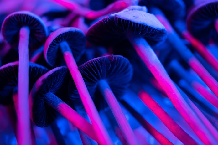 psilocybin and psilocin, mushrooms under neon lights