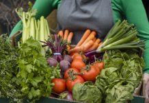 A close-up shot of an unrecognisable woman holding a bunch of fresh vegetables which includes tomatoes, beetroots, carrots radishes, cabbage, and celery, food production