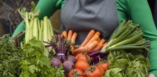 A close-up shot of an unrecognisable woman holding a bunch of fresh vegetables which includes tomatoes, beetroots, carrots radishes, cabbage, and celery, food production