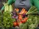 A close-up shot of an unrecognisable woman holding a bunch of fresh vegetables which includes tomatoes, beetroots, carrots radishes, cabbage, and celery, food production