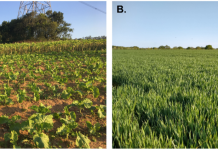 Figure 1: A. Agroecological farming methods, “Parelheiros”, to produce greens to be marketed at local co-operatives in Sao Paulo, Brazil. B. A field of wheat grown using conventional farming methods in the UK