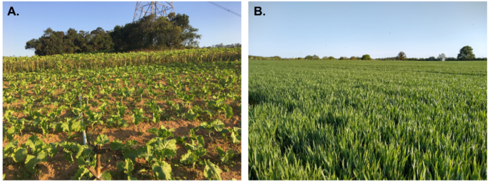 Figure 1: A. Agroecological farming methods, “Parelheiros”, to produce greens to be marketed at local co-operatives in Sao Paulo, Brazil. B. A field of wheat grown using conventional farming methods in the UK