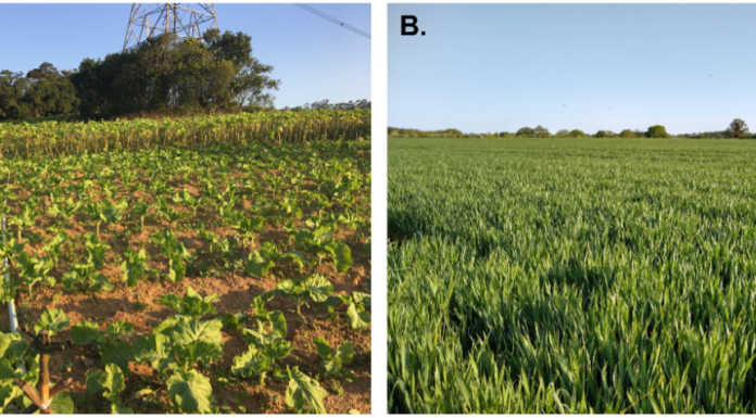 Figure 1: A. Agroecological farming methods, “Parelheiros”, to produce greens to be marketed at local co-operatives in Sao Paulo, Brazil. B. A field of wheat grown using conventional farming methods in the UK