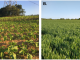 Figure 1: A. Agroecological farming methods, “Parelheiros”, to produce greens to be marketed at local co-operatives in Sao Paulo, Brazil. B. A field of wheat grown using conventional farming methods in the UK