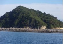 Figure 2: Oyster farming in the Matsushima Bay