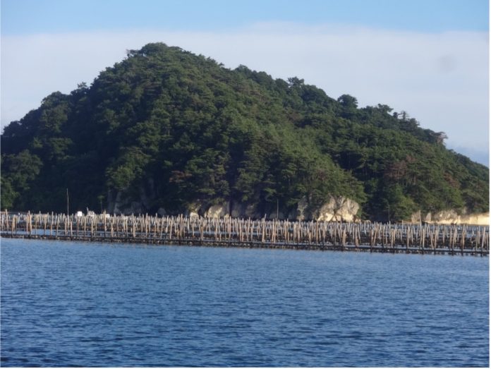 Figure 2: Oyster farming in the Matsushima Bay