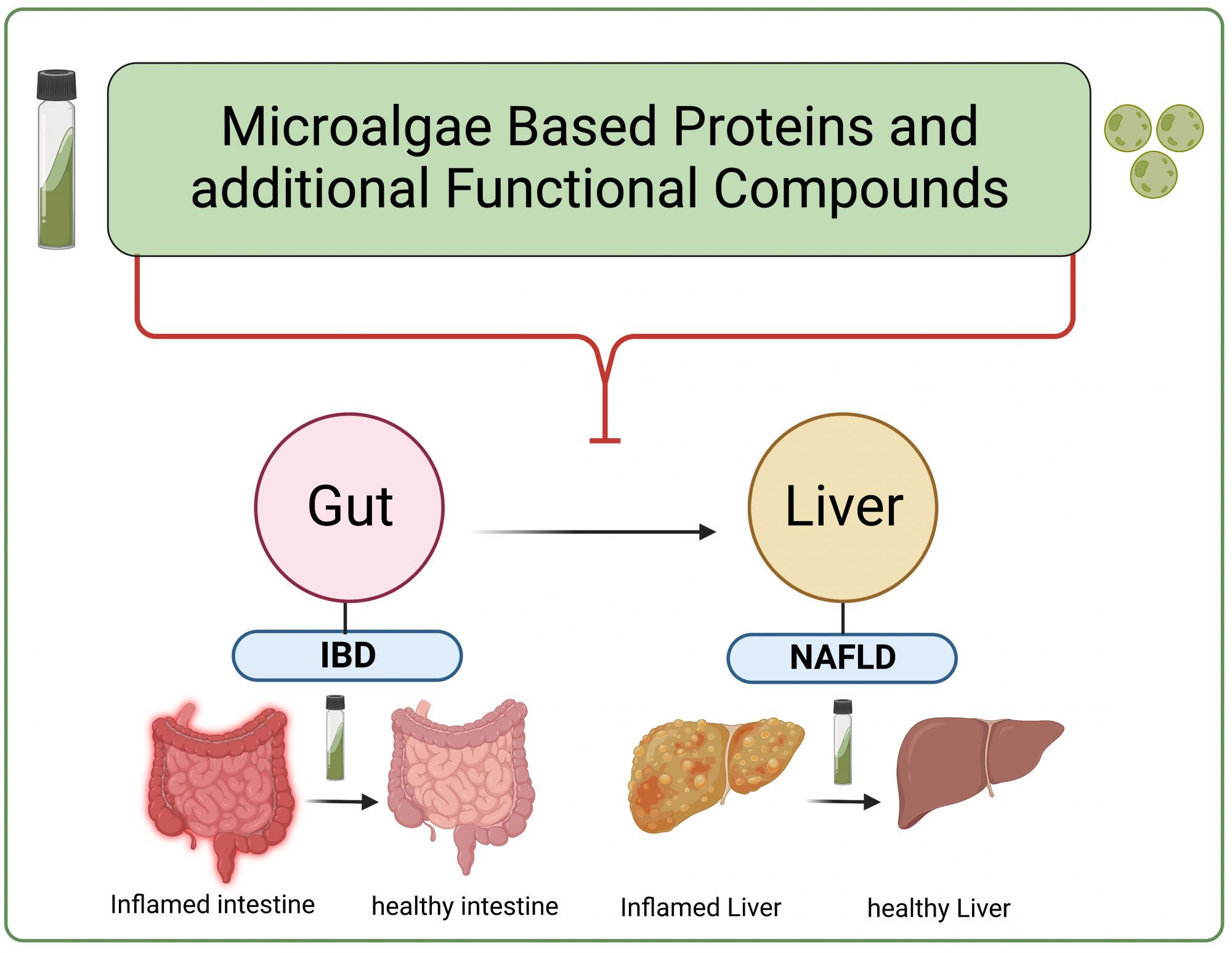 Microalgae produce compounds that can help treat chronic inflammation in the gut or liver. (Adapted from Global Challenges 2023,7, 2200177)